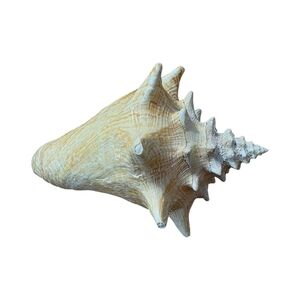 Vintage Conch Sea Shell Seashell, 6 Inches